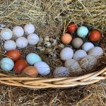 Free Range Eggs