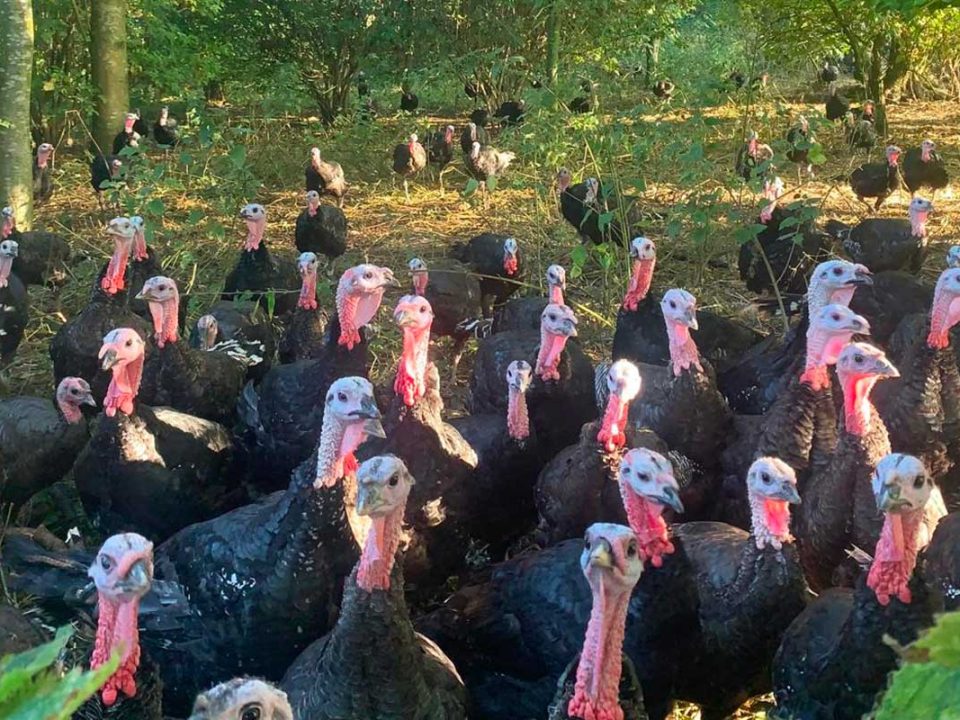 Premium Christmas Turkey