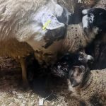 Lambs