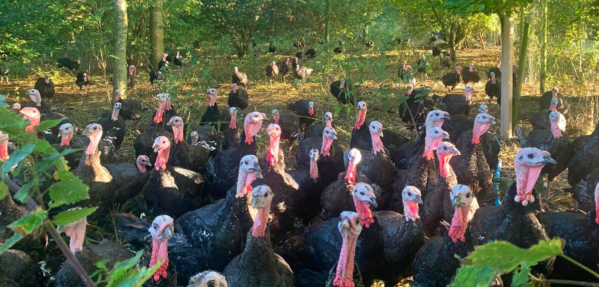 Premium Christmas Turkey